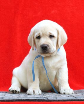 the little yellow labrador puppy sitting on red background