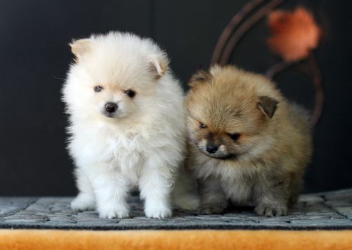 Two cute adorable Pomeranian puppies sit on the yellow table