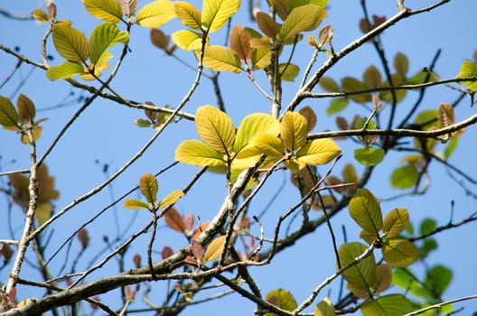 green leaf background in forest , have many species flora . background have many  colour in frame