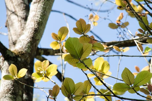 green leaf background in forest , have many species flora . background have many  colour in frame