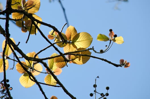 green leaf background in forest , have many species flora . background have many  colour in frame
