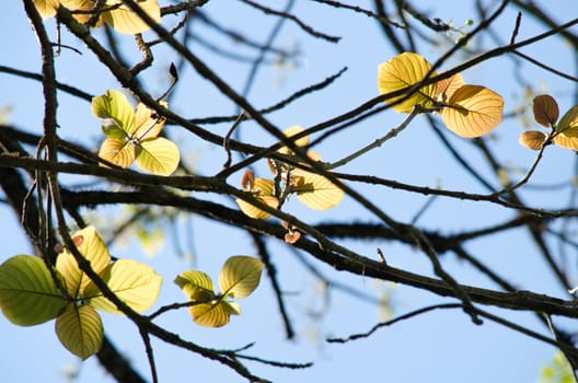 green leaf background in forest , have many species flora . background have many  colour in frame