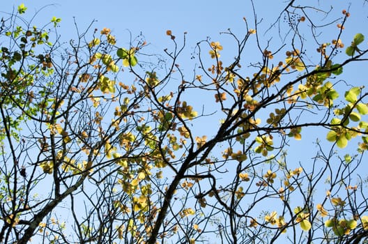 green leaf background in forest , have many species flora . background have many  colour in frame