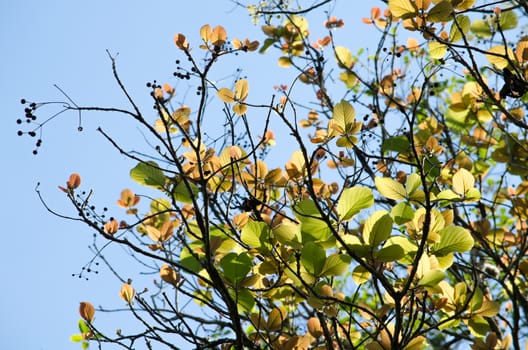 green leaf background in forest , have many species flora . background have many  colour in frame