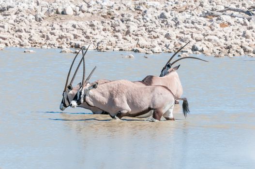 Three oryx, also called gemsbok, one with a deformed horn, one with broken horn, in a waterhole in Northern Namibia