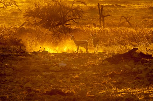 Two springbok (Antidorcas marsupialis), walking in the last rays of the setting sun in Northern Namibia