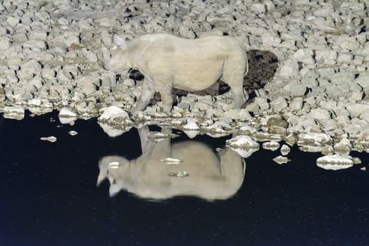 A black rhinoceros, Diceros bicornis, at an artificially lit waterhole in Northern Namibia after sunset. Its reflection is visible on the water