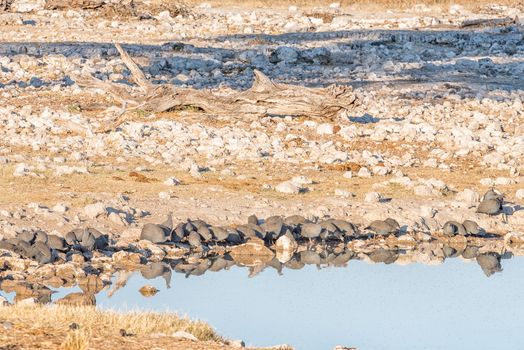 A flock of helmeted guineafowl (Numida meleagris)), with their reflections visible in a waterhole in Northern Namibia