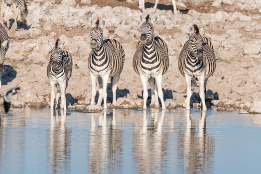 Four Burchells zebras, Equus quagga burchellii, at a waterhole in Northern Namibia