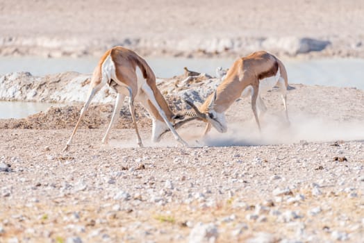 Two springbok rams, (Antidorcas marsupialis), fighting at a waterhole in Northern Namibia