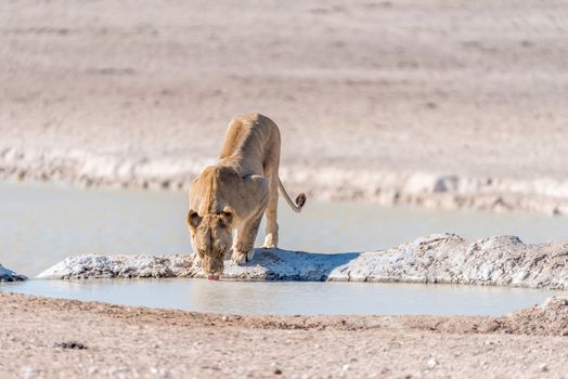 A female African Lion, Panthera leo, drinking water at a waterhole in Northern Namibia