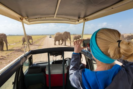 Woman on african wildlife safari, Amboseli national park, Kenya. Lady taking a photo of herd of wild african elephants with her smartphone. Open roof safari vehicle.
