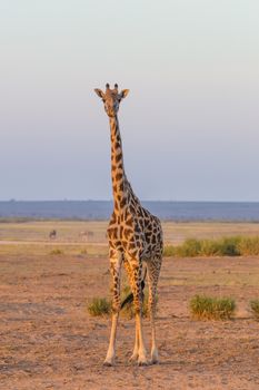 Solitary wild giraffe in Amboseli national park, Kenya.