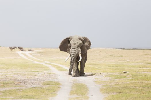 Solitary elephant standing on a dirt road at Amboseli National Park, formerly Maasai Amboseli Game Reserve, is in Kajiado District, Rift Valley Province in Kenya.