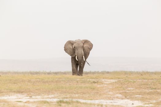 Solitary elephant at Amboseli National Park, formerly Maasai Amboseli Game Reserve, is in Kajiado District, Rift Valley Province in Kenya. The ecosystem that spreads across the Kenya-Tanzania border.