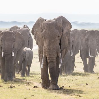 Herd of Elephants at Amboseli National Park, formerly Maasai Amboseli Game Reserve, is in Kajiado District, Rift Valley Province in Kenya. The ecosystem that spreads across the Kenya-Tanzania border.