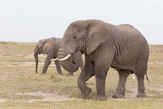 Herd of elephants at Amboseli National Park, formerly Maasai Amboseli Game Reserve, is in Kajiado District, Rift Valley Province in Kenya. The ecosystem that spreads across the Kenya-Tanzania border.