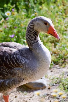 Male goose parmia of daisies on the island of Crete