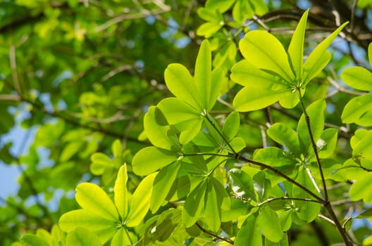 green leaf background in forest , have many species flora . background have many  colour in frame