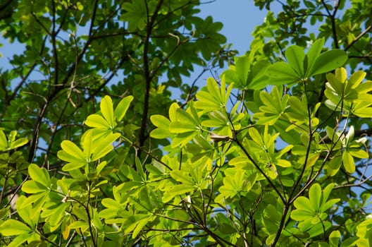 green leaf background in forest , have many species flora . background have many  colour in frame