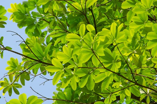 green leaf background in forest , have many species flora . background have many  colour in frame