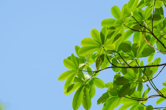 green leaf background in forest , have many species flora . background have many  colour in frame