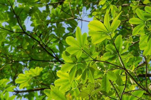 green leaf background in forest , have many species flora . background have many  colour in frame