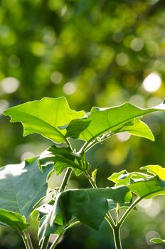 green leaf background in forest , have many species flora . background have many  colour in frame