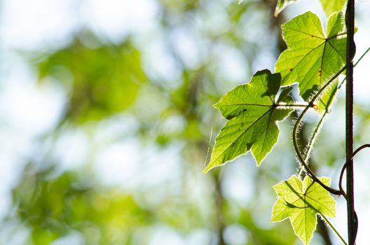 green leaf background in forest , have many species flora . background have many  colour in frame