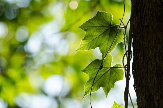 green leaf background in forest , have many species flora . background have many  colour in frame