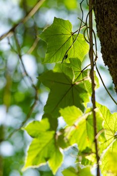 green leaf background in forest , have many species flora . background have many  colour in frame