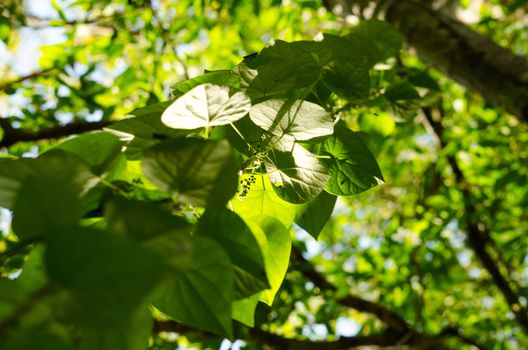 green leaf background in forest , have many species flora . background have many  colour in frame