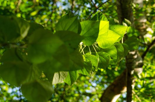 green leaf background in forest , have many species flora . background have many  colour in frame