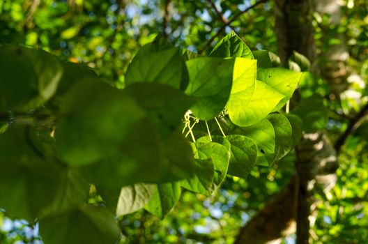 green leaf background in forest , have many species flora . background have many  colour in frame