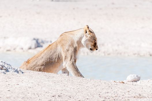 A scarred African Lioness, Panthera leo, with visible wounds, at a waterhole in Northern Namibia