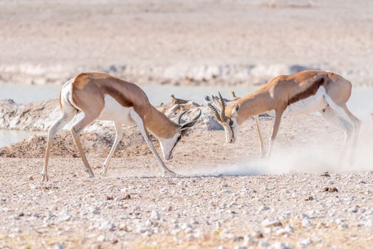 Two springbok rams, (Antidorcas marsupialis), fighting at a waterhole in Northern Namibia