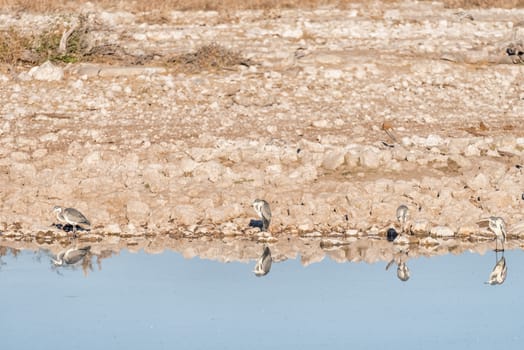 Four grey herons (Ardea cinerea), with their reflections visible in a waterhole in Northern Namibia