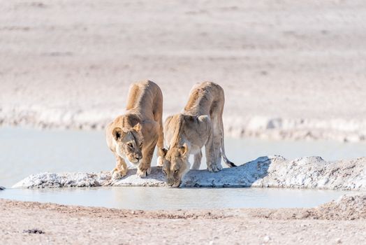 Two female African Lions, Panthera leo, drinking water at a waterhole in Northern Namibia