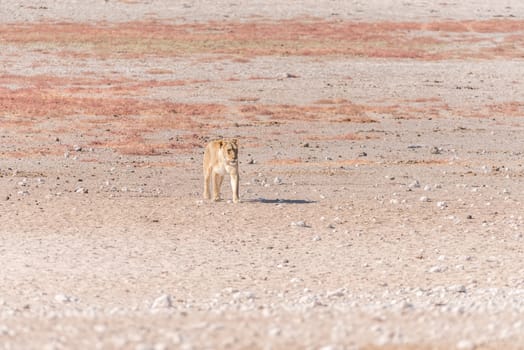 A female African Lion, Panthera leo, walking towards a waterhole in Northern Namibia