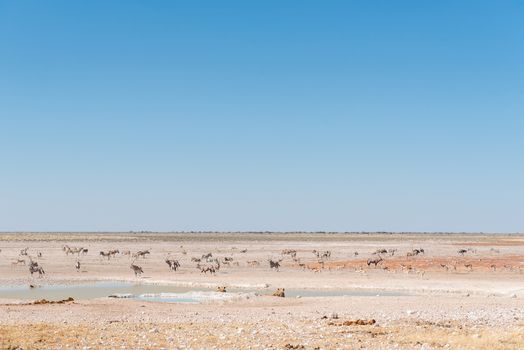 Two lionesses watching oryx, springbok and Burchells zebras at a waterhole