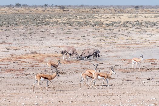 Two oryx (also called gemsbok), Oryx gazella, fighting in Northern Namibia