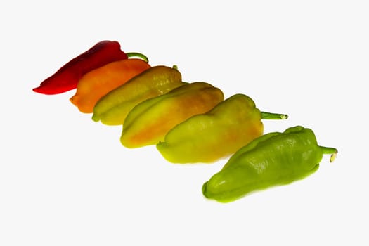 Decoration of the steps of green pepper vegetation, isolated on white background