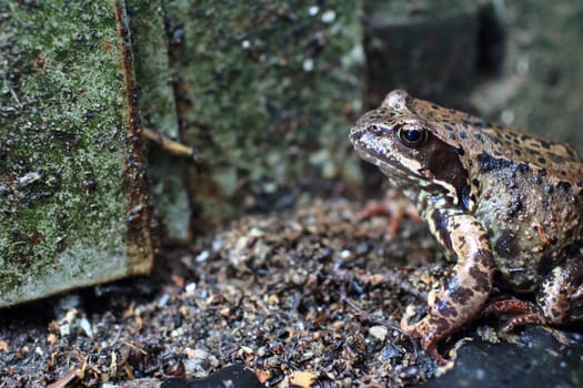 inconspicuous motley spotted frog sitting in the wild close to