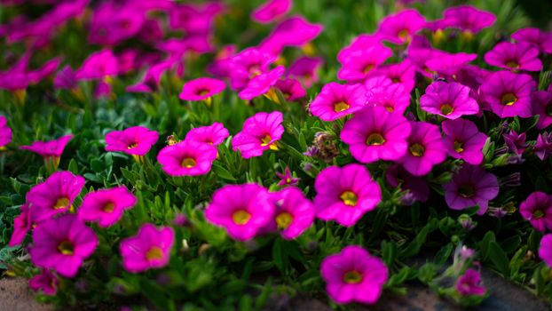 Flowerbed of Petunias in East Grinstead