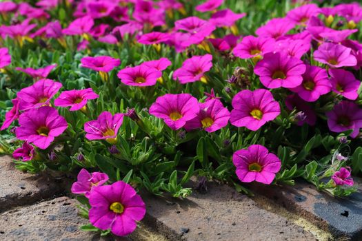 Flowerbed of Petunias in East Grinstead