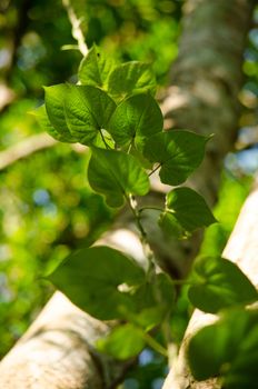 green leaf background in forest , have many species flora . background have many  colour in frame