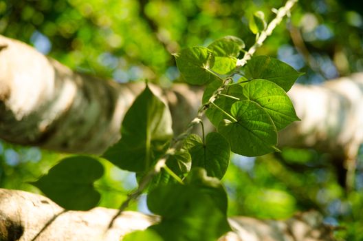 green leaf background in forest , have many species flora . background have many  colour in frame