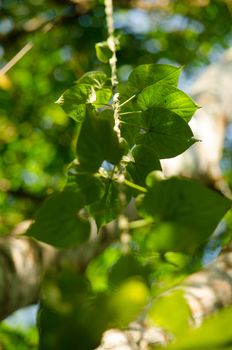 green leaf background in forest , have many species flora . background have many  colour in frame