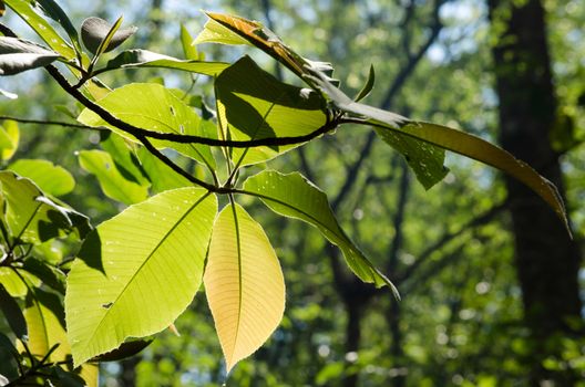 green leaf background in forest , have many species flora . background have many  colour in frame