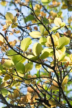 green leaf background in forest , have many species flora . background have many  colour in frame